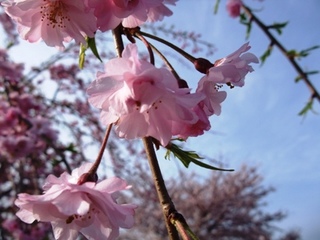 DSCF1872.jpg