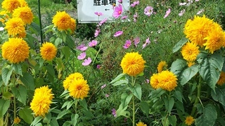 菅平005.jpg